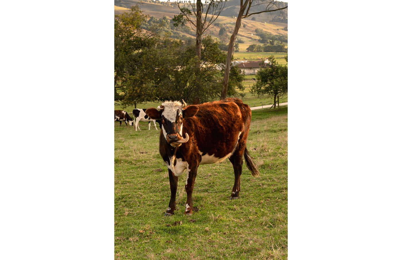 Harga Sapi Limosin