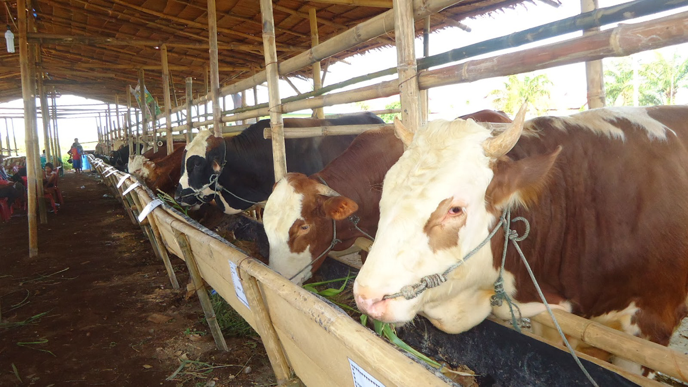 Sapi Limosin: Kelebihan untuk Sapi Kurban yang Banyak Dicari