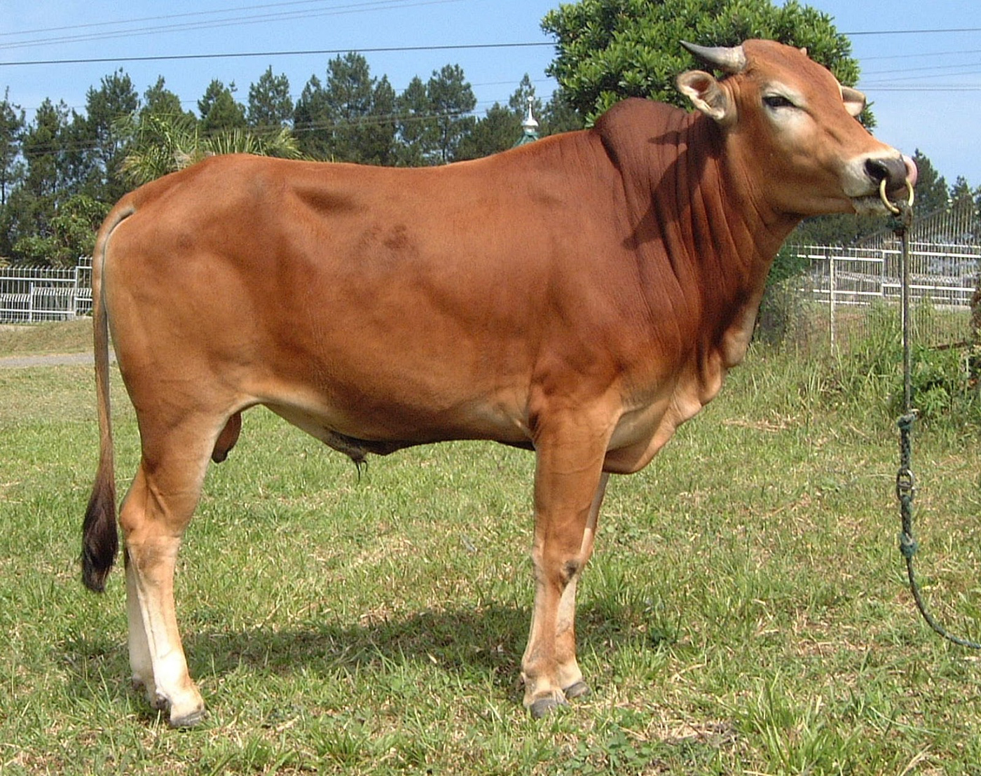 Sapi Brahman: Si Gagah yang Jadi Primadona Peternakan