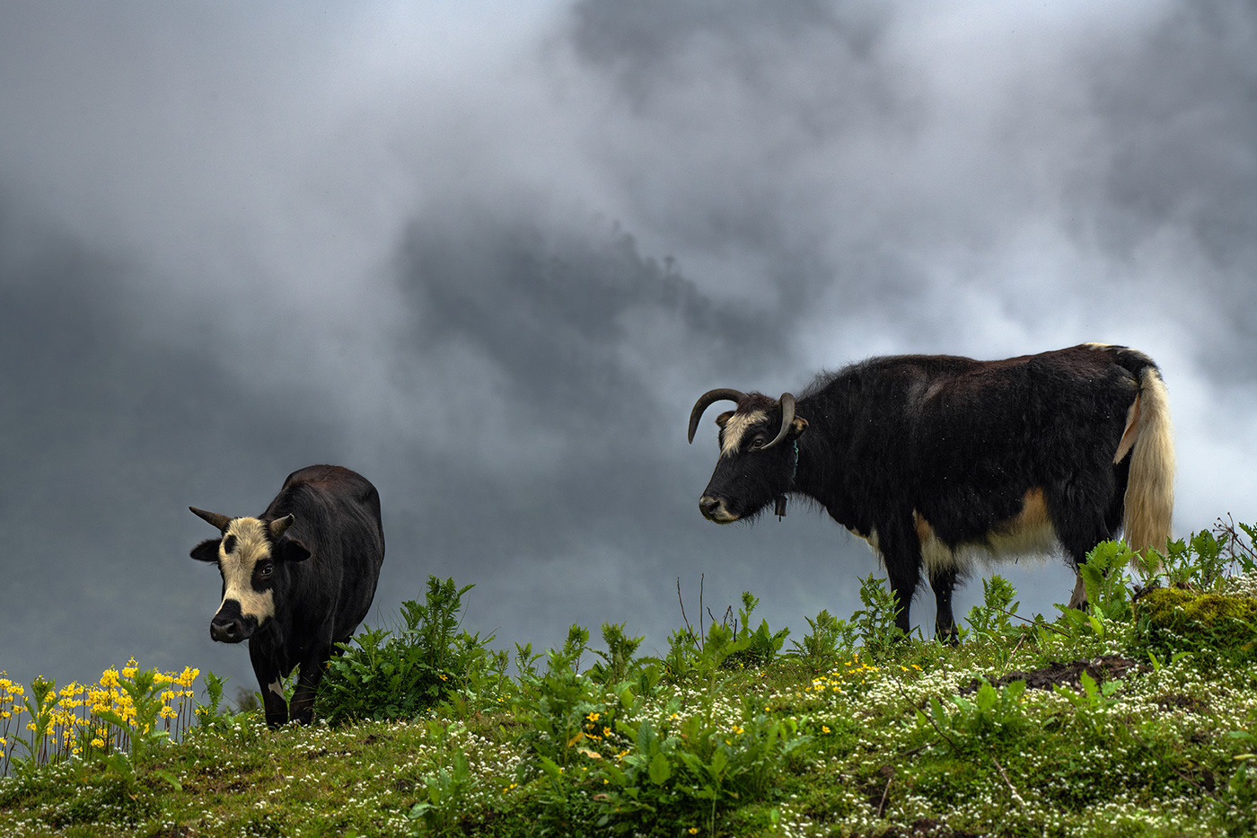 Harga Sapi Kurban: Pilihan Tepat untuk Merayakan Idul Adha