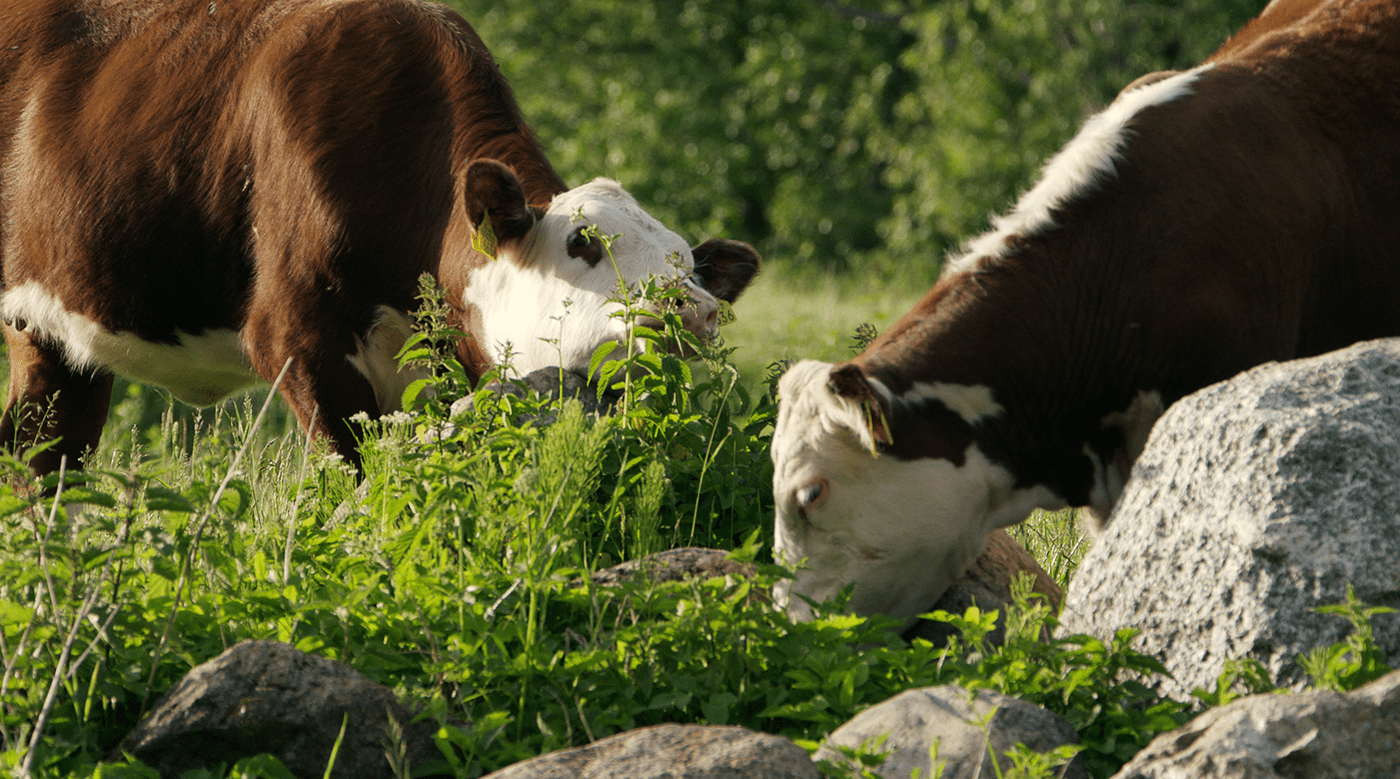 Sapi Belgian Blue: Si Otot Baja Primadona Peternak