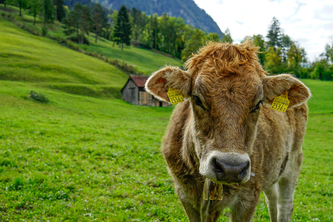 Sapi Qurban: Biar Gemuk Maksimal, Konsentrat Sapi Kuncinya!