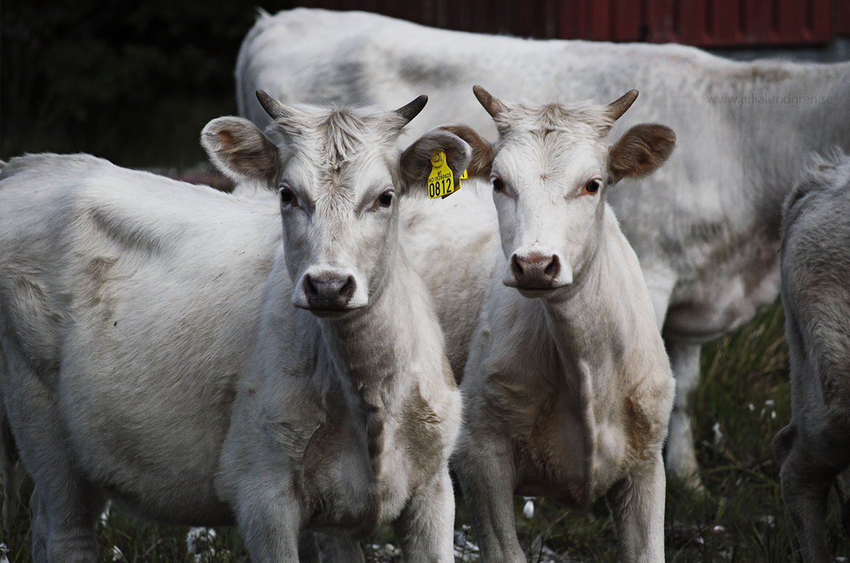 Harga Kambing Kurban: Panduan Biar Ramah di Kantong